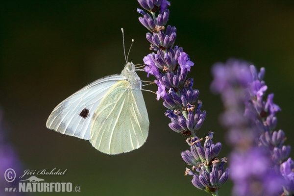 Large White (Pieris brassicae)