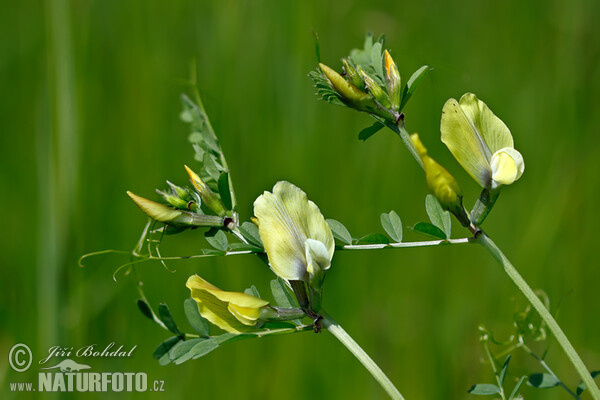 Large Yellow Vetch (Vicia grandiflora)