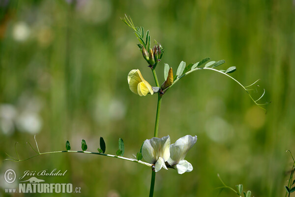Large Yellow Vetch (Vicia grandiflora)