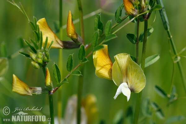 Large Yellow Vetch (Vicia grandiflora)