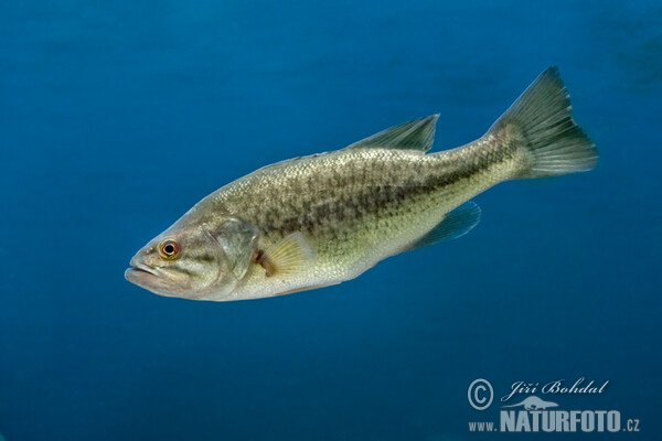 Largemouth Bass (Micropterus salmoides)