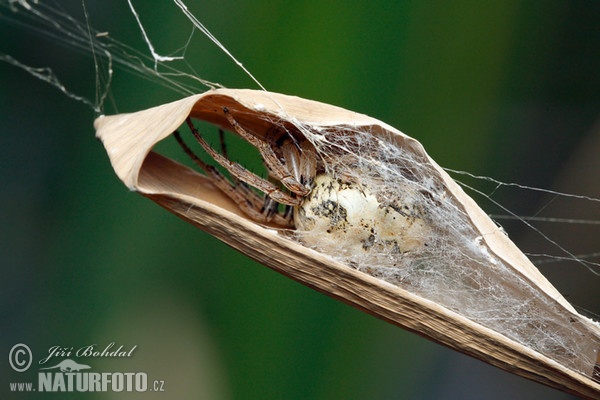 Larinioides cornutus