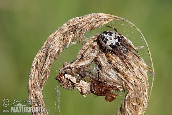 Larinioides cornutus