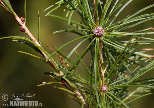 Larix decidua