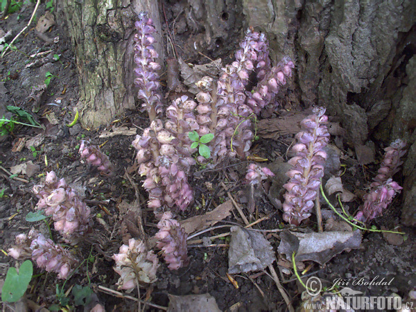 Lathraea squamaria
