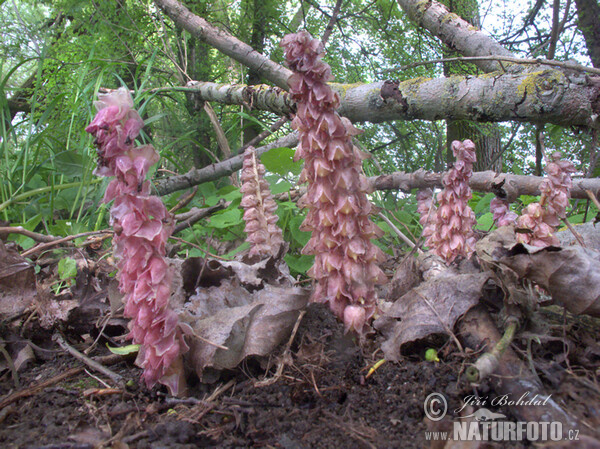 Lathraea squamaria