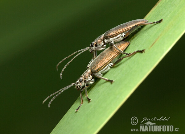 Leaf Beetle (Donacia crassipes)