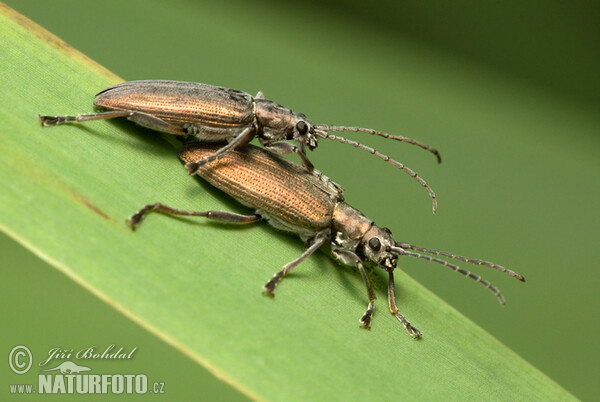 Leaf Beetle (Donacia crassipes)