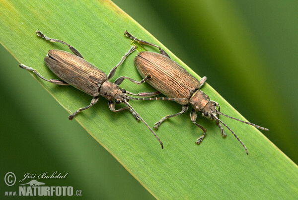 Leaf Beetle (Donacia crassipes)