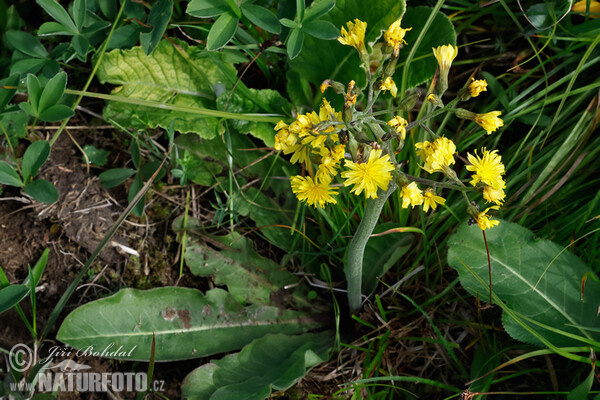 Leafless Hawk's-beard (Crepis praemorsa)