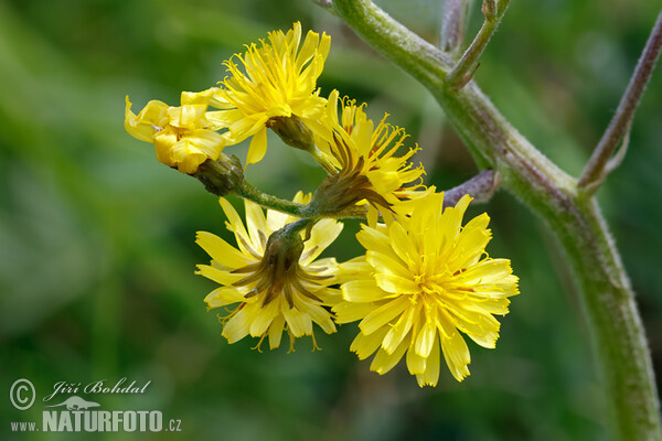 Leafless Hawk's-beard (Crepis praemorsa)