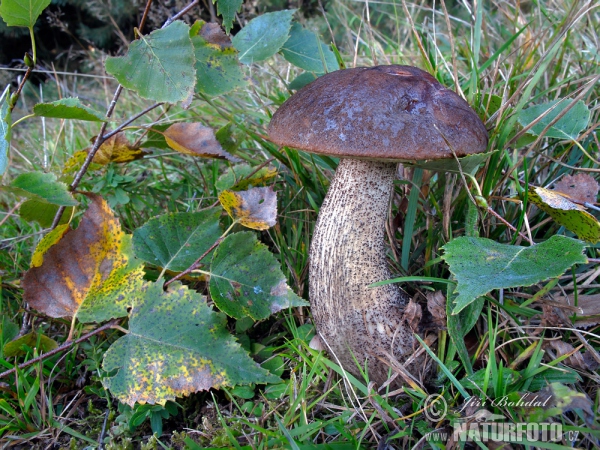 Leccinum scabrum