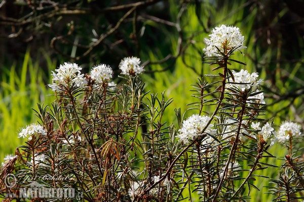 Ledum palustre