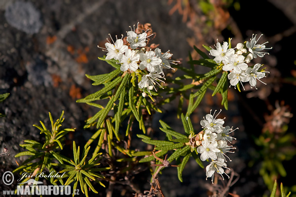 Ledum palustre