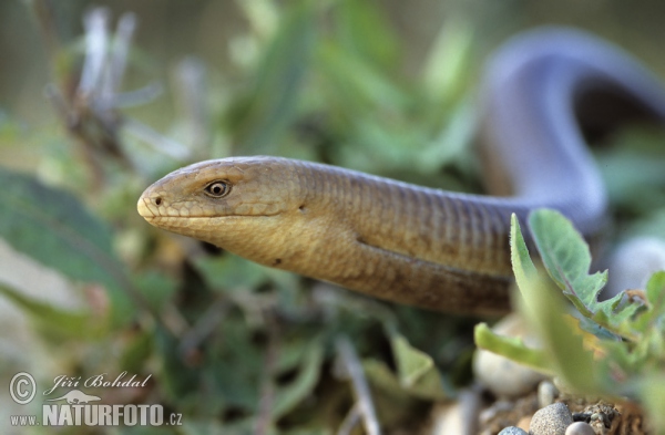 Legless Lizard (Pseudopus apodus)