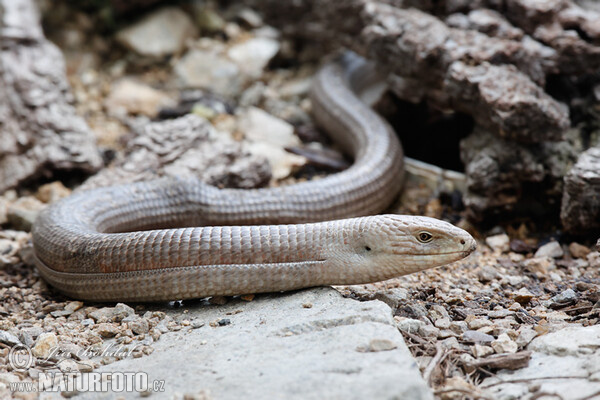 Legless Lizard (Pseudopus apodus)