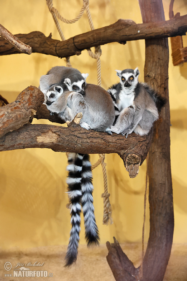 Lemur catta