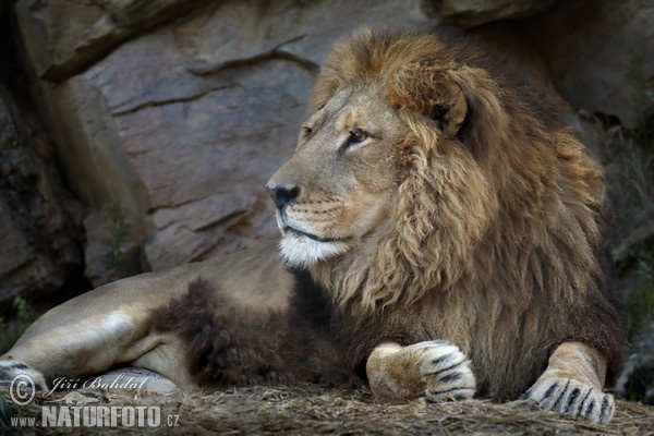 Leono