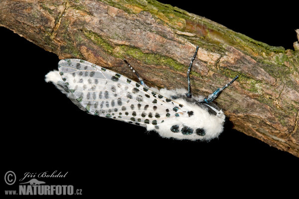 Leopard Moth (Zeuzera pyrina)