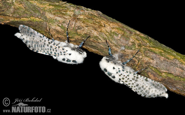 Leopard Moth (Zeuzera pyrina)