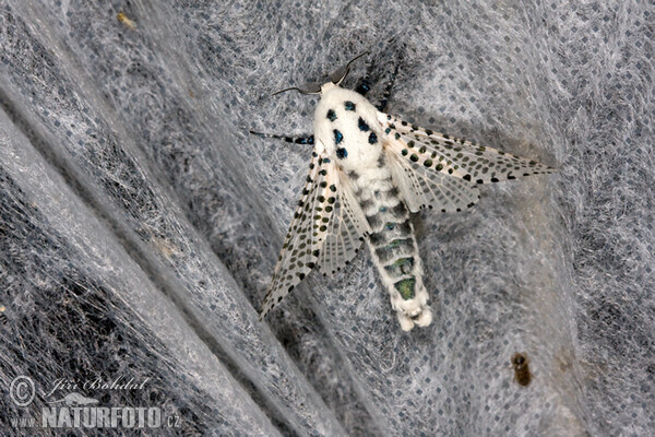 Leopard Moth (Zeuzera pyrina)