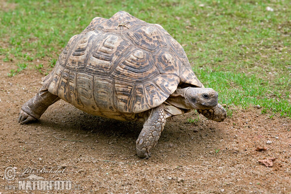 Leopard Tortoise (Geochelone pardalis)