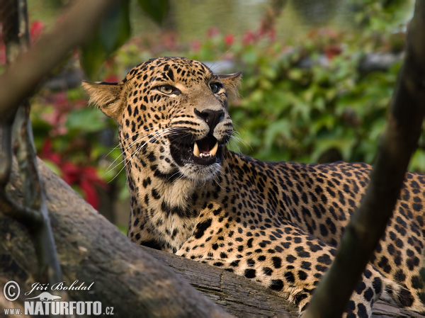 Leopardo de Ceilán