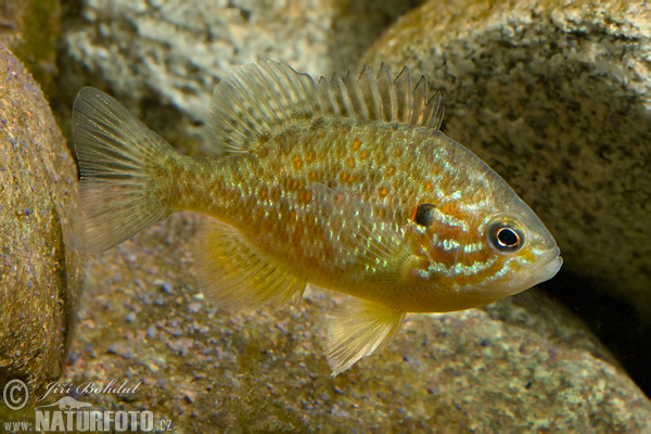 Lepomis gibbosus