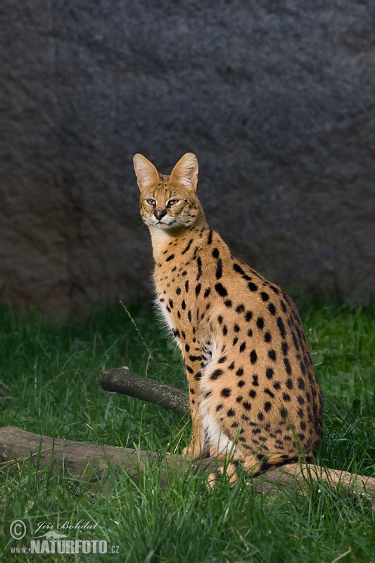 Leptailurus serval