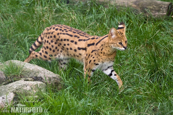 Leptailurus serval