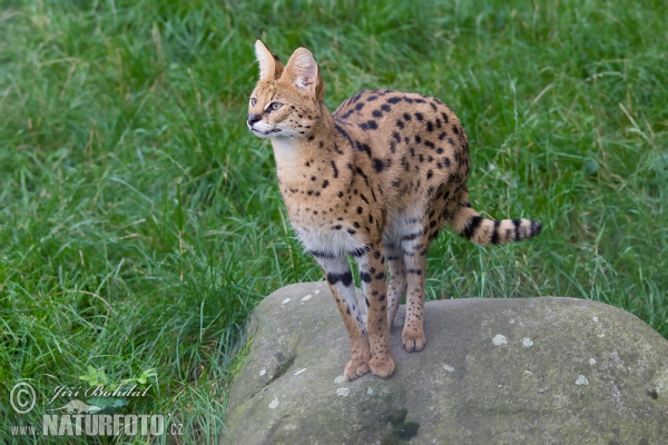 Leptailurus serval