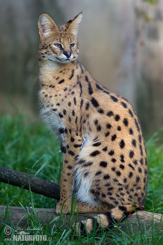 Leptailurus serval