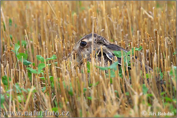 Lepus europaeus