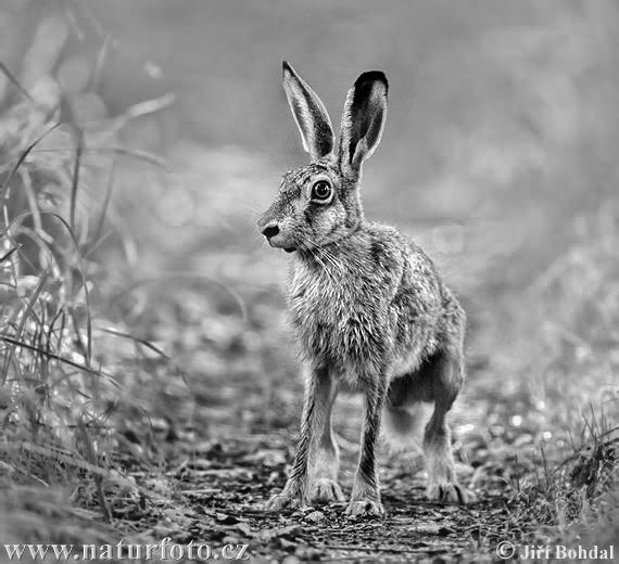 Lepus europaeus