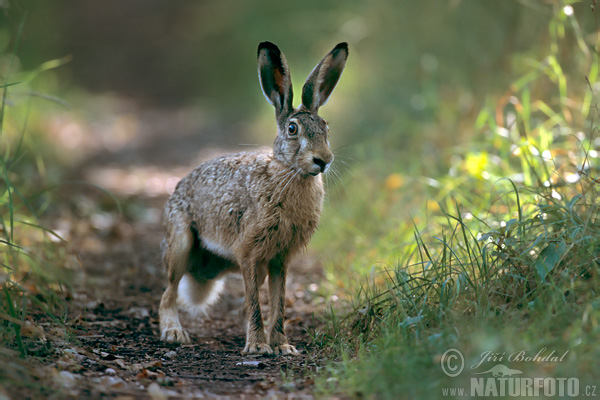 Lepus europaeus