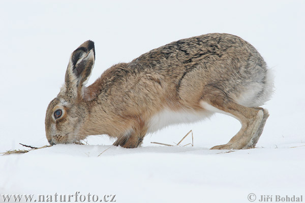 Lepus europaeus