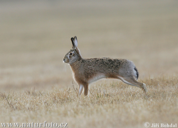 Lepus europaeus