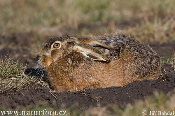 Lepus europaeus