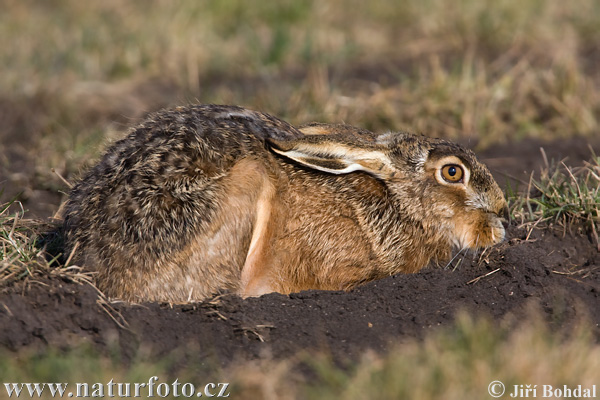 Lepus europaeus