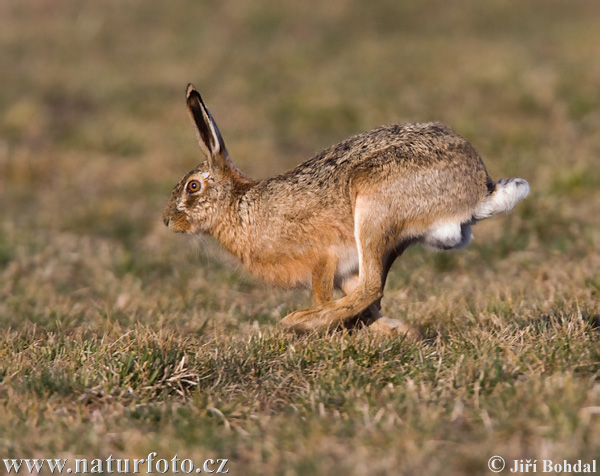 Lepus europaeus