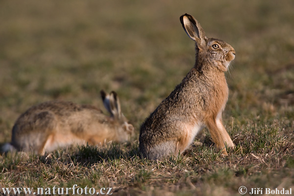 Lepus europaeus