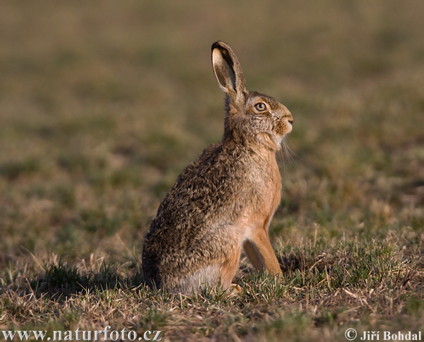 Lepus europaeus