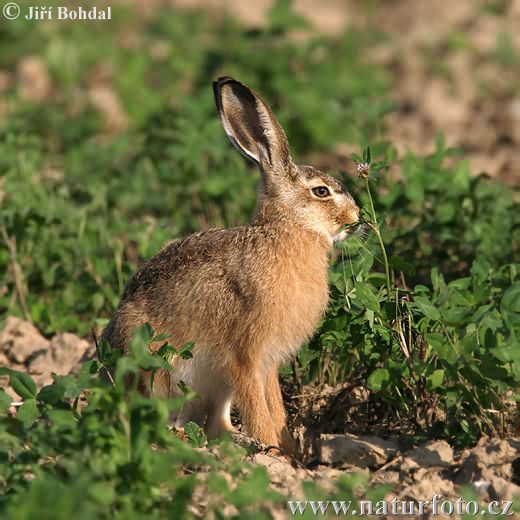 Lepus europaeus