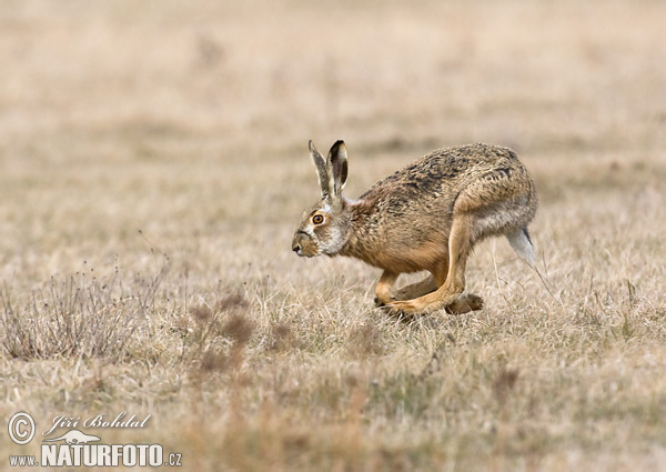 Lepus europaeus