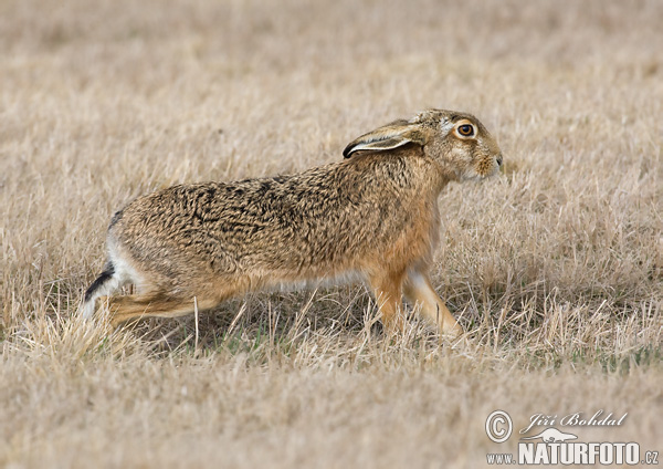 Lepus europaeus