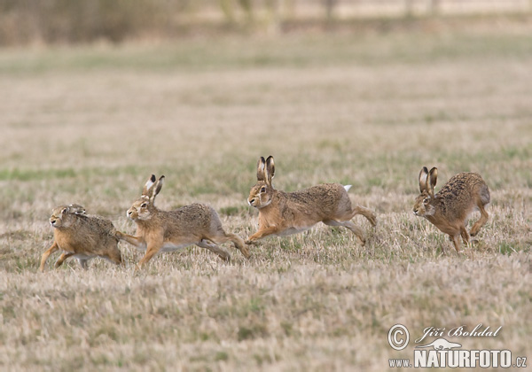 Lepus europaeus