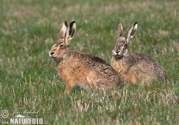 Lepus europaeus