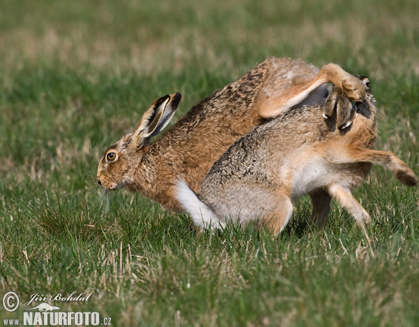 Lepus europaeus