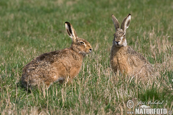 Lepus europaeus