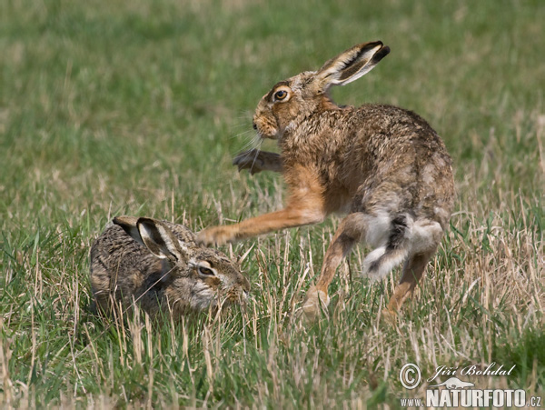 Lepus europaeus